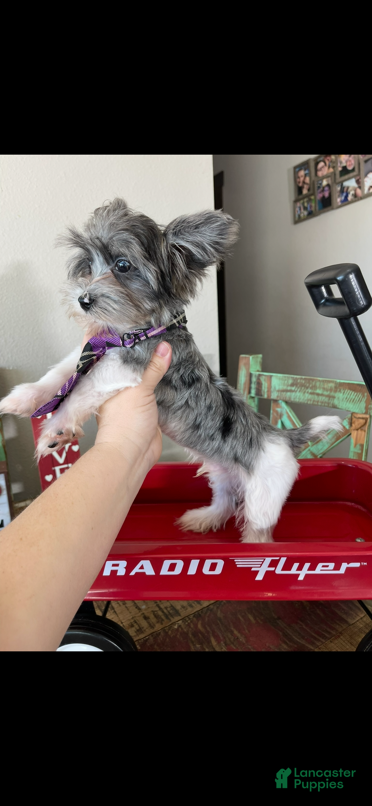 Yorkshire Terrier dogs KB Black Parti Tiny Boy Partial Blue eye - Ad 1