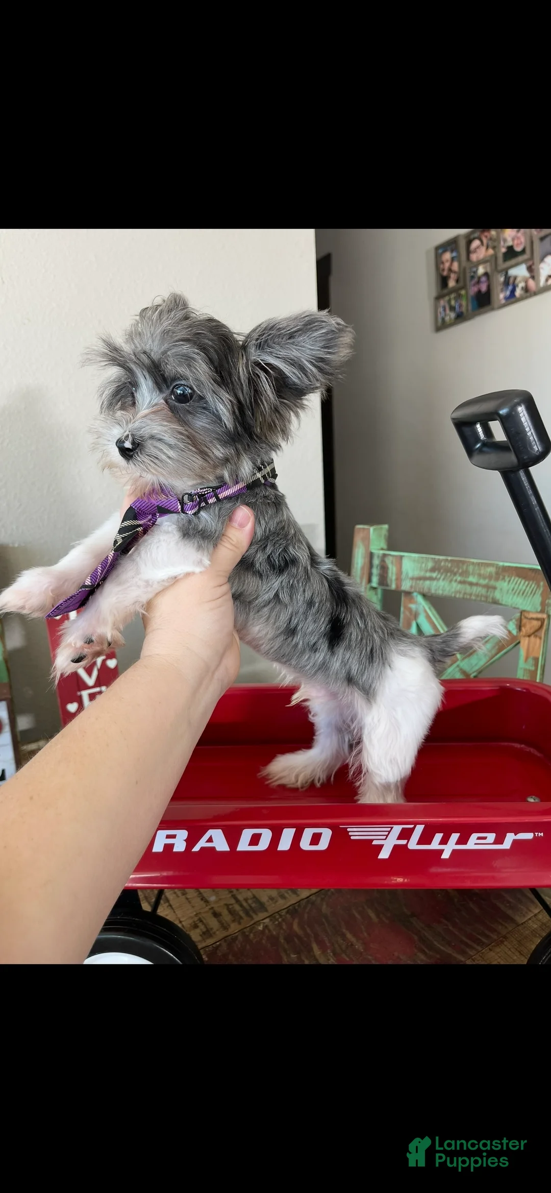 Yorkshire Terrier dogs for sale: KB Black Parti Tiny Boy Partial Blue eye - Ad 1