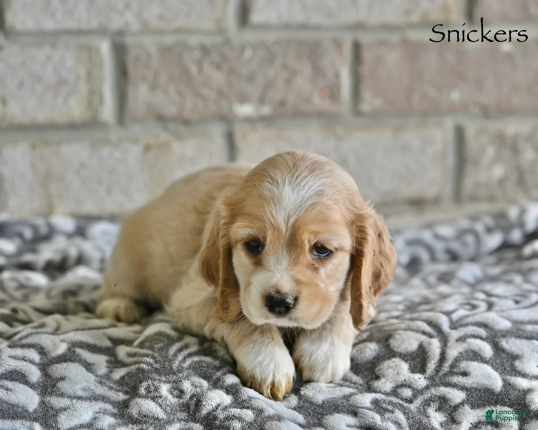 Cocker Spaniel dogs for sale: Snickers  - Ad 5