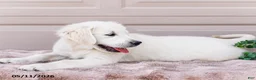 Golden Retriever dogs for sale: Miles - Ad 7