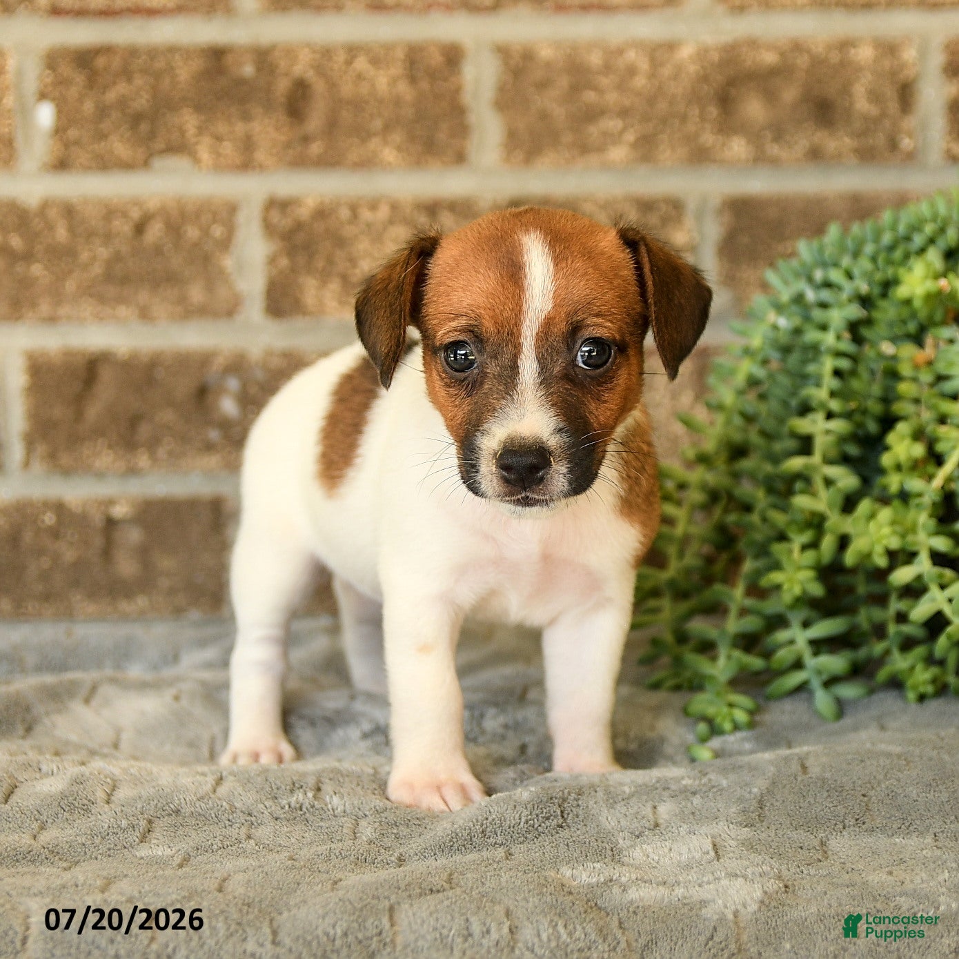 Jack Russell Terrier dogs Gina - Ad 1