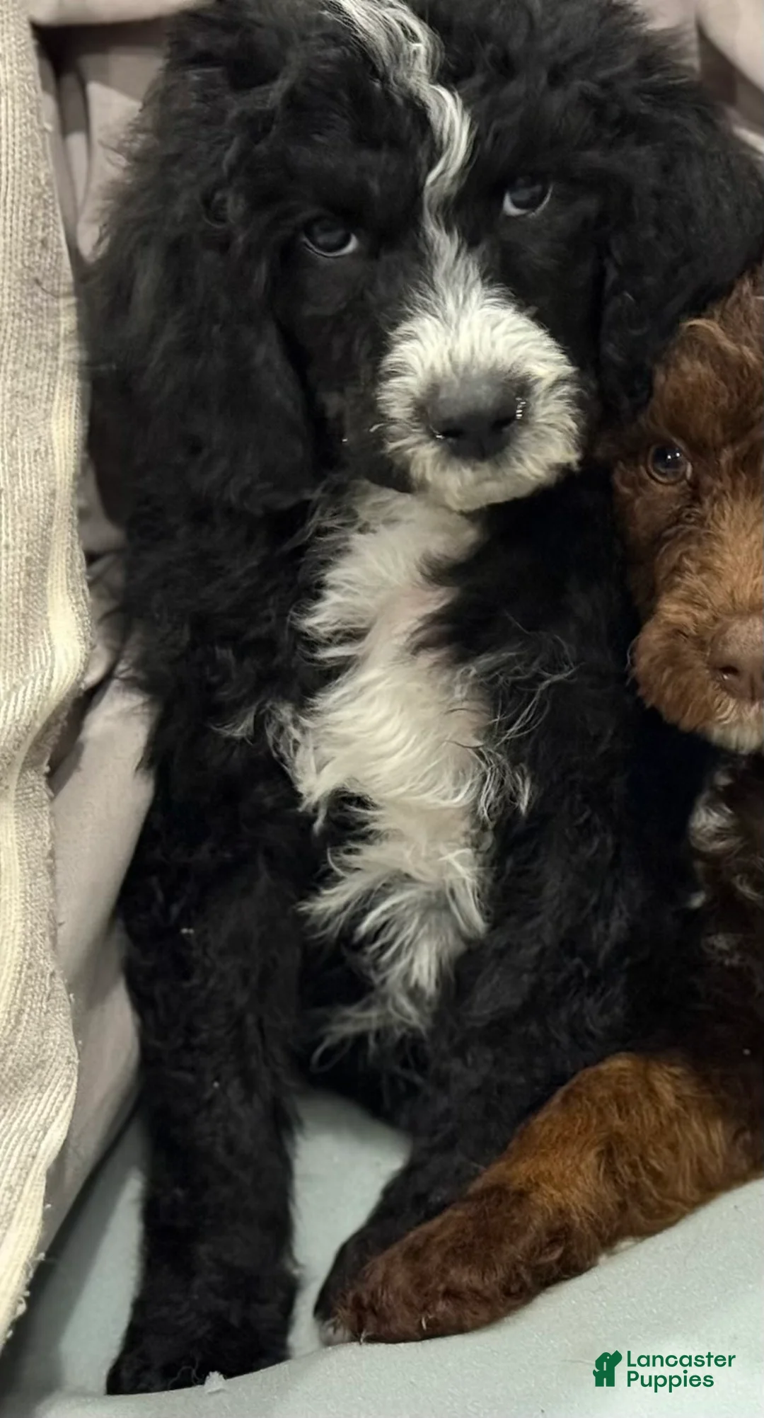 Standard Poodle dogs for sale: Standard Poodle Puppy 1 - Ad 1