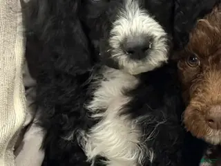 Standard Poodle dogs Standard Poodle Puppy 1 - Ad 34