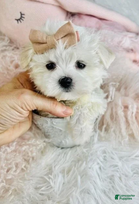 Maltese dogs Maltese 1 - Ad 1