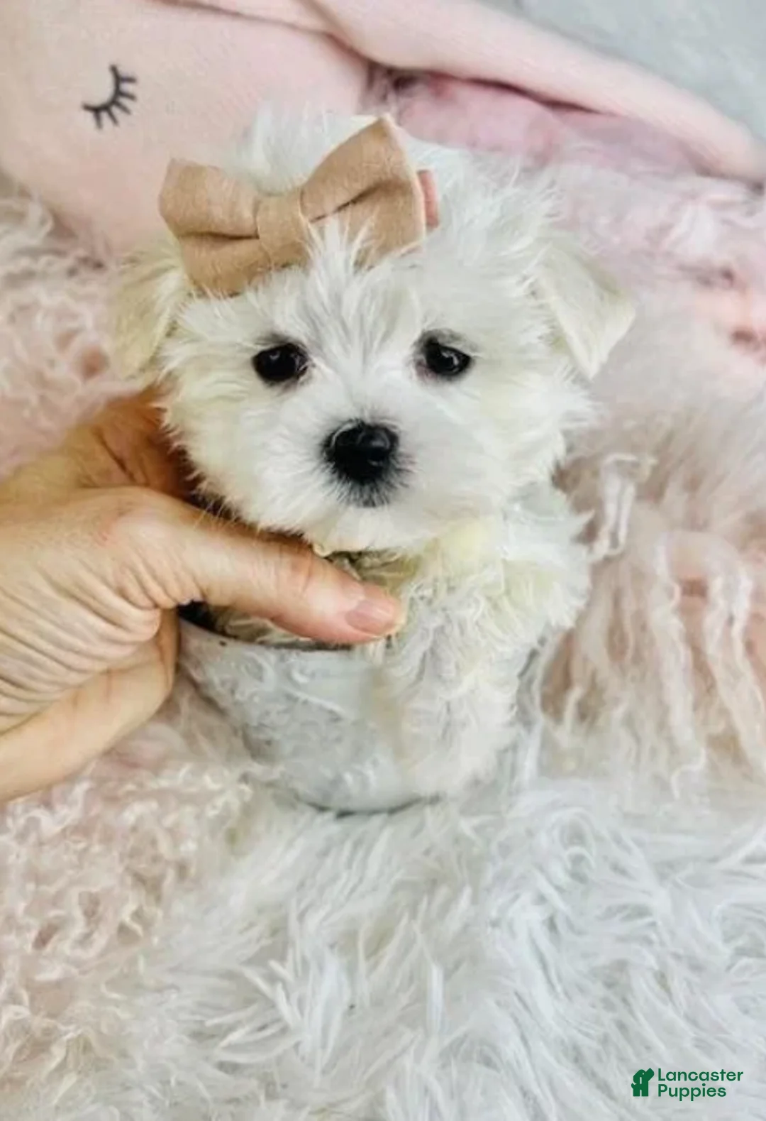 Maltese dogs for sale: Maltese 1 - Ad 1