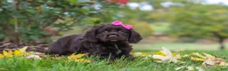 Cocker Spaniel dogs for sale: Autumn - Ad 2