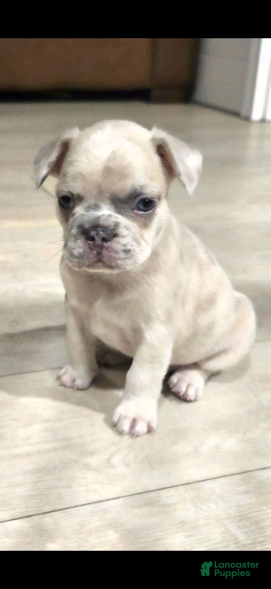 French Bulldog dogs Zeus - Ad 8