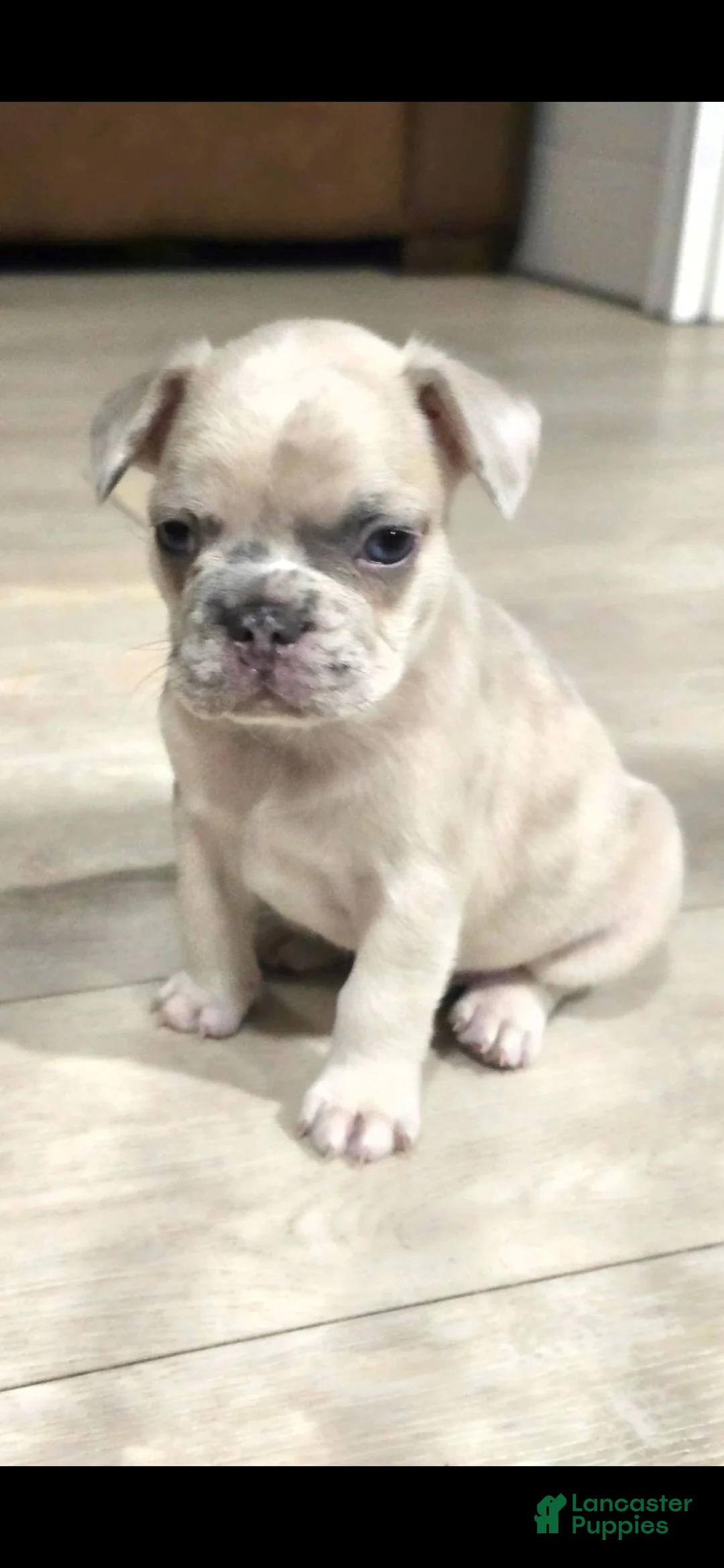 French Bulldog dogs for sale: Zeus - Ad 1
