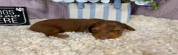 Miniature Dachshund dogs for sale: Miniature Dachshund 1 - Ad 3