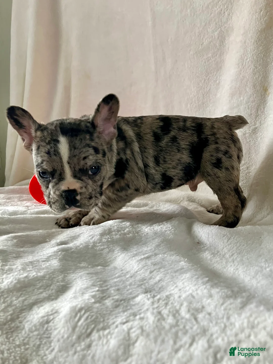 French Bulldog dogs for sale: Pepper - Ad 3