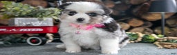 Miniature Australian Shepherd dogs for sale: Beauty - Ad 2