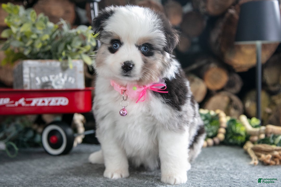 Miniature Australian Shepherd dogs for sale: Beauty - Ad 2