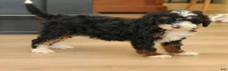 Mini Bernedoodle dogs for sale: Hannah  - Ad 4