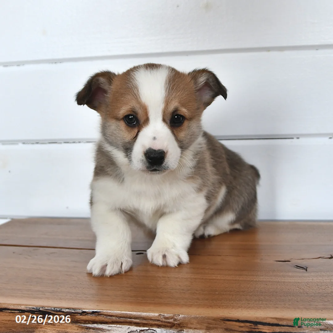 Welsh Corgi Pembroke dogs for sale: Toffee - Ad 3
