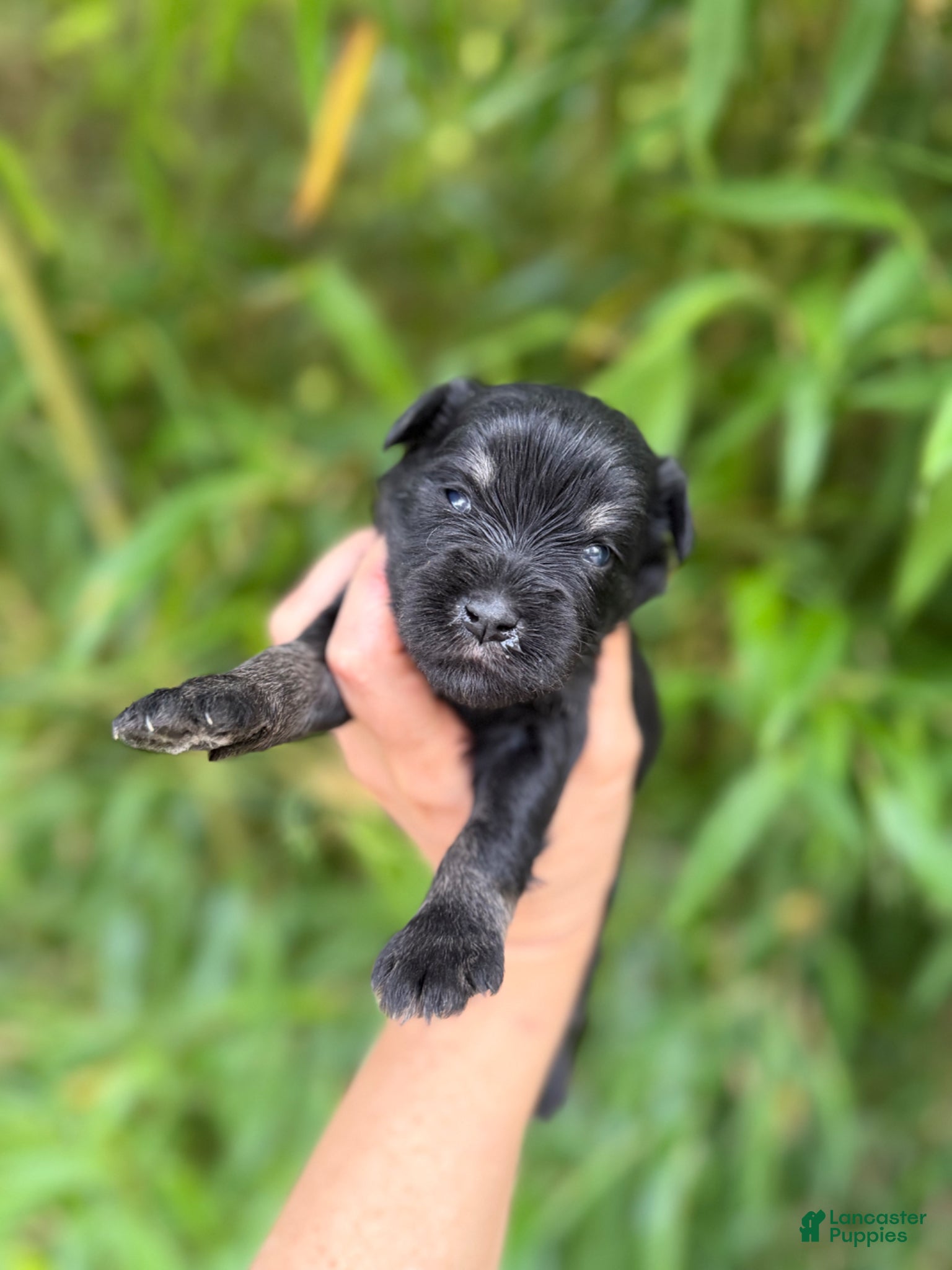 Miniature Schnauzer dogs Miniature Schnauzer Puppy 4 - Ad 26