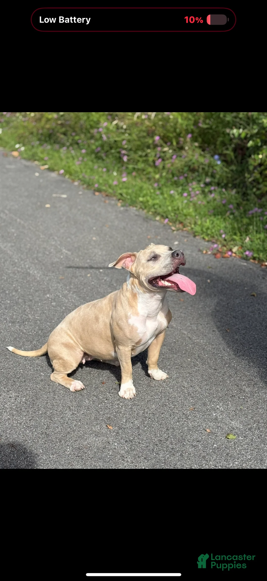 American Bully dogs for sale: American Bully Puppy 1 - Ad 6