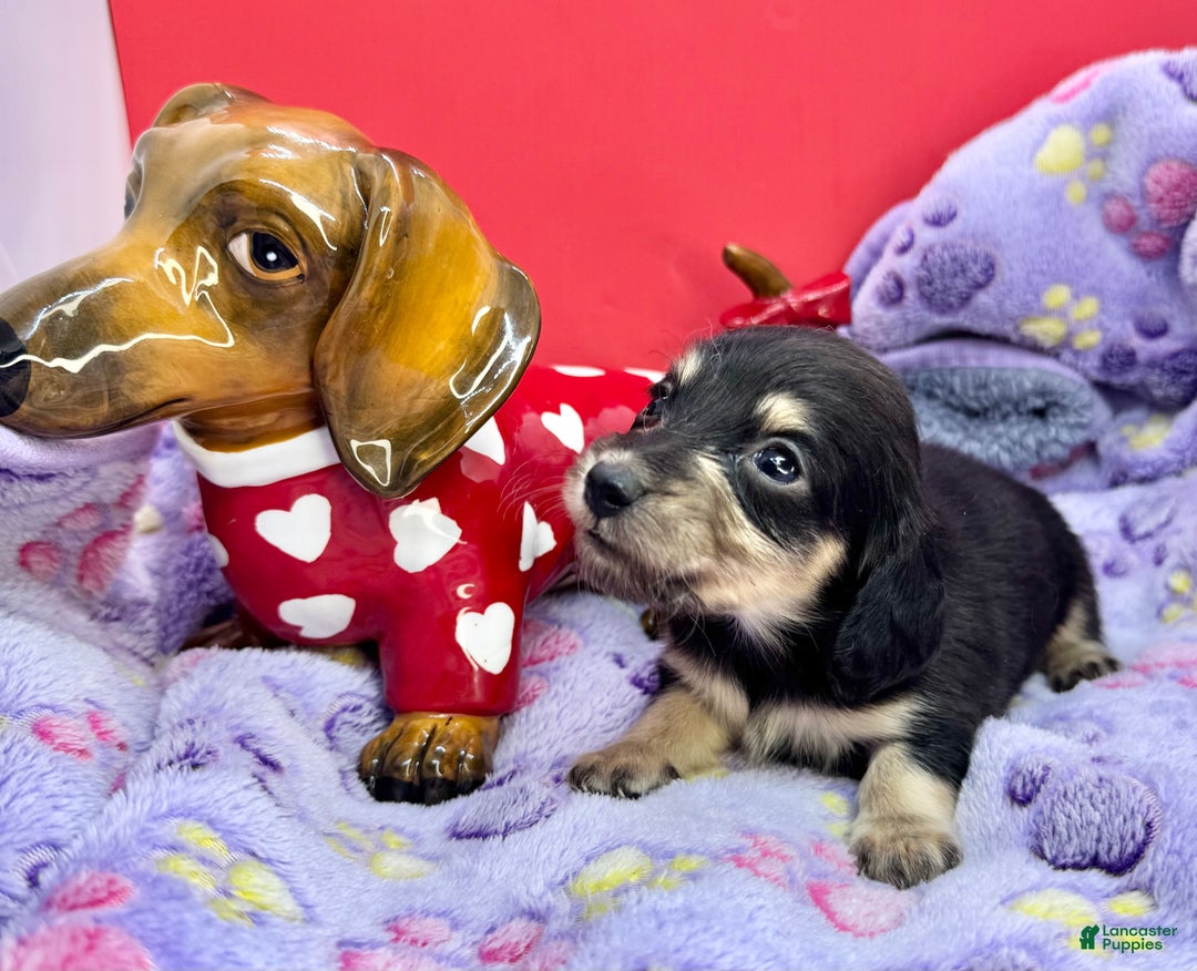 Miniature Dachshund dogs for sale: Black and cream - Ad 1