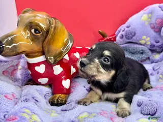 Miniature Dachshund dogs Black and cream - Ad 36
