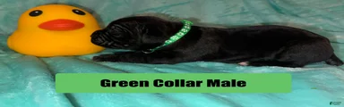 Green Collar Male
