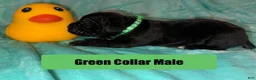Cane Corso dogs for sale: Green Collar Male - Ad 1