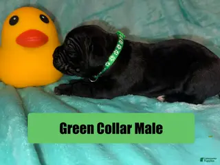 Cane Corso dogs Green Collar Male - Ad 35