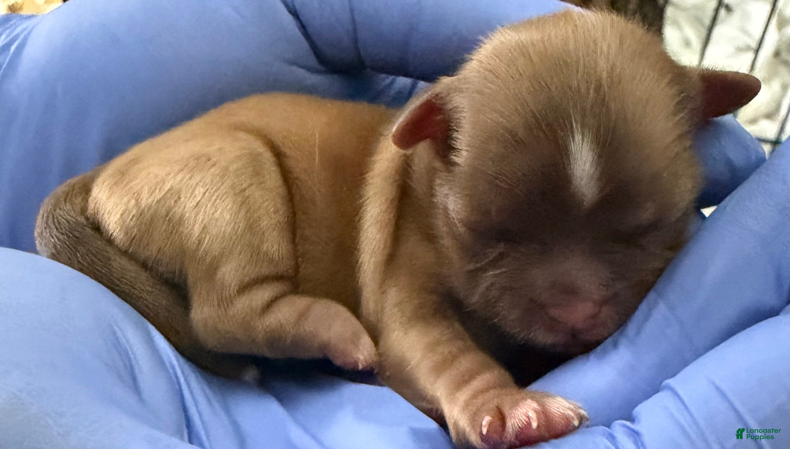 Shih Tzu dogs Shih Tzu Puppy 2 - Ad 9