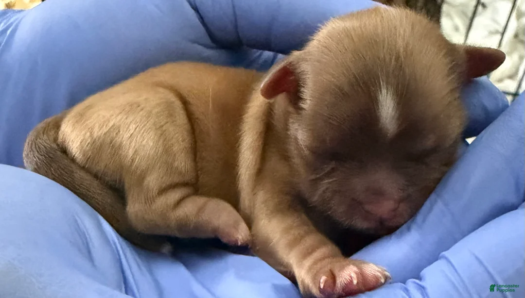 Shih Tzu dogs for sale: Shih Tzu Puppy 2 - Ad 1