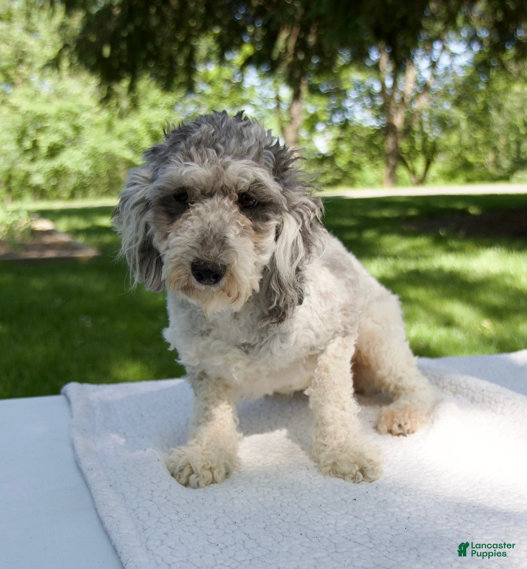 Cavapoo dogs for sale: Ella - Ad 7