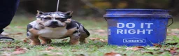 American Bully dogs for sale: Chocolate Tri Merle Male - Ad 6