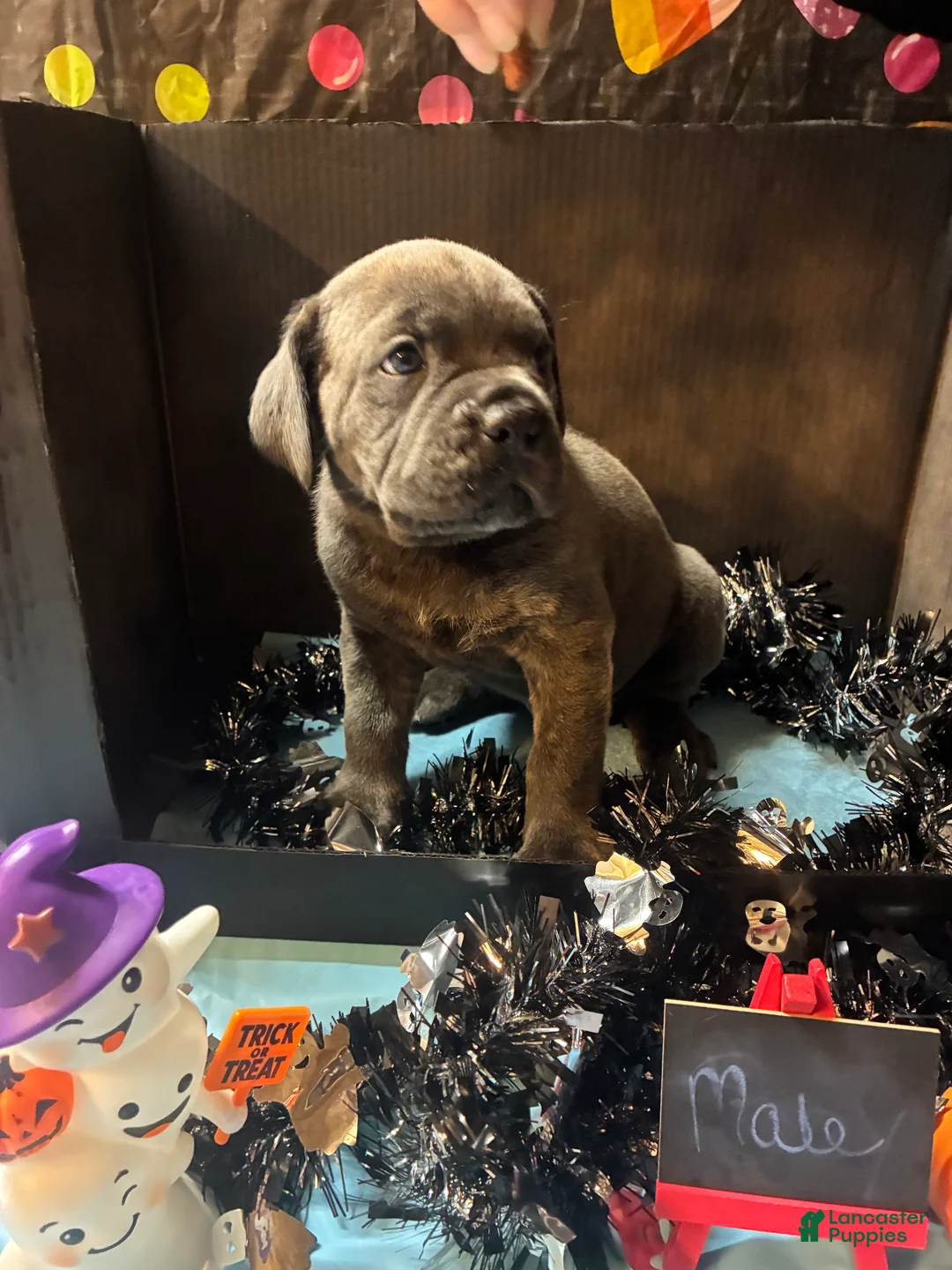 Cane Corso dogs for sale: Cane Corso 10 - Ad 1