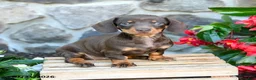 Miniature Dachshund dogs for sale: Lana - Ad 3
