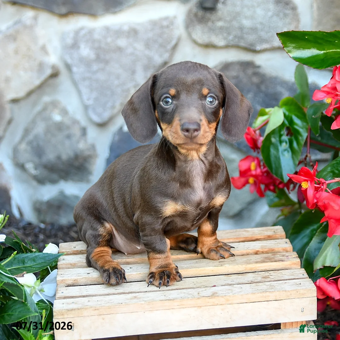 Miniature Dachshund dogs for sale: Lana - Ad 3