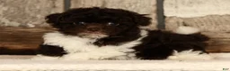 Havapoo dogs for sale: Buttercup - Ad 6