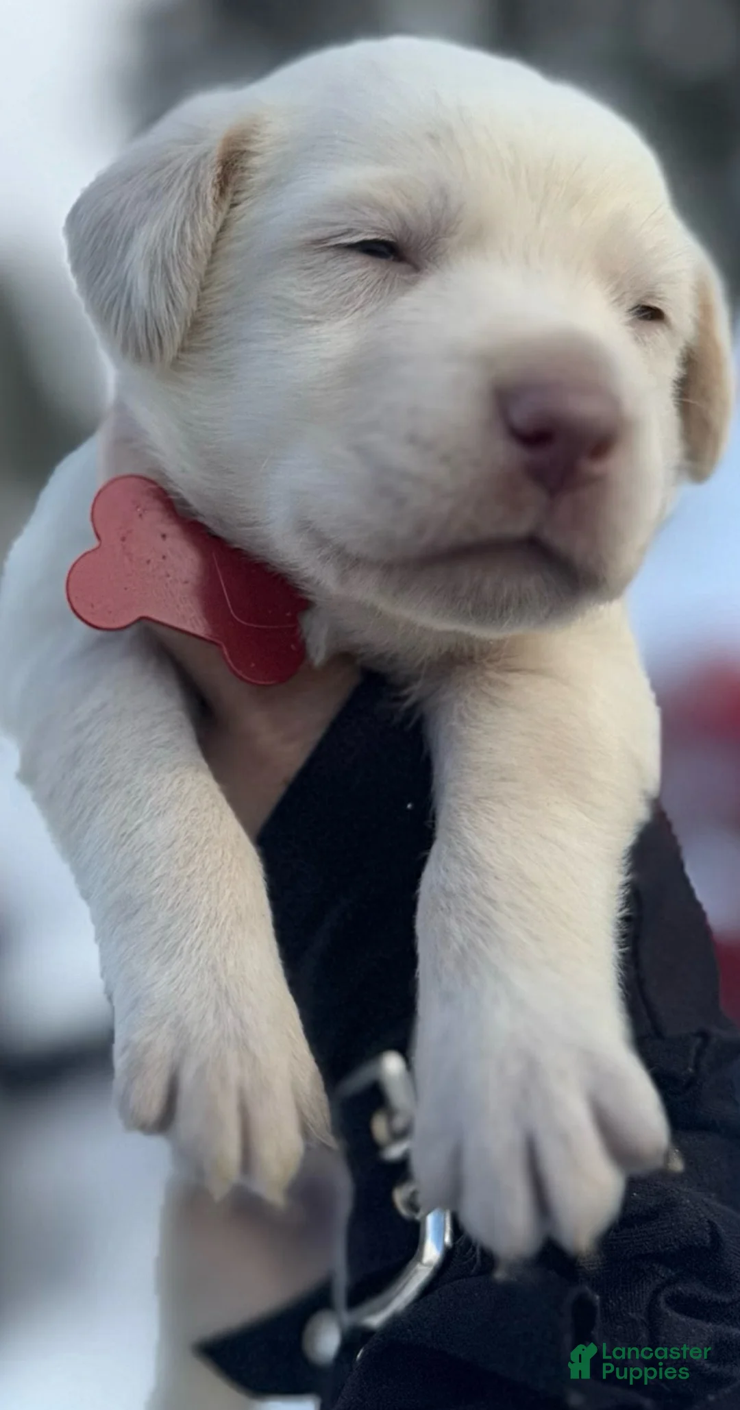 Labrador Retriever dogs for sale: Labrador Retriever Puppy 1 - Ad 12