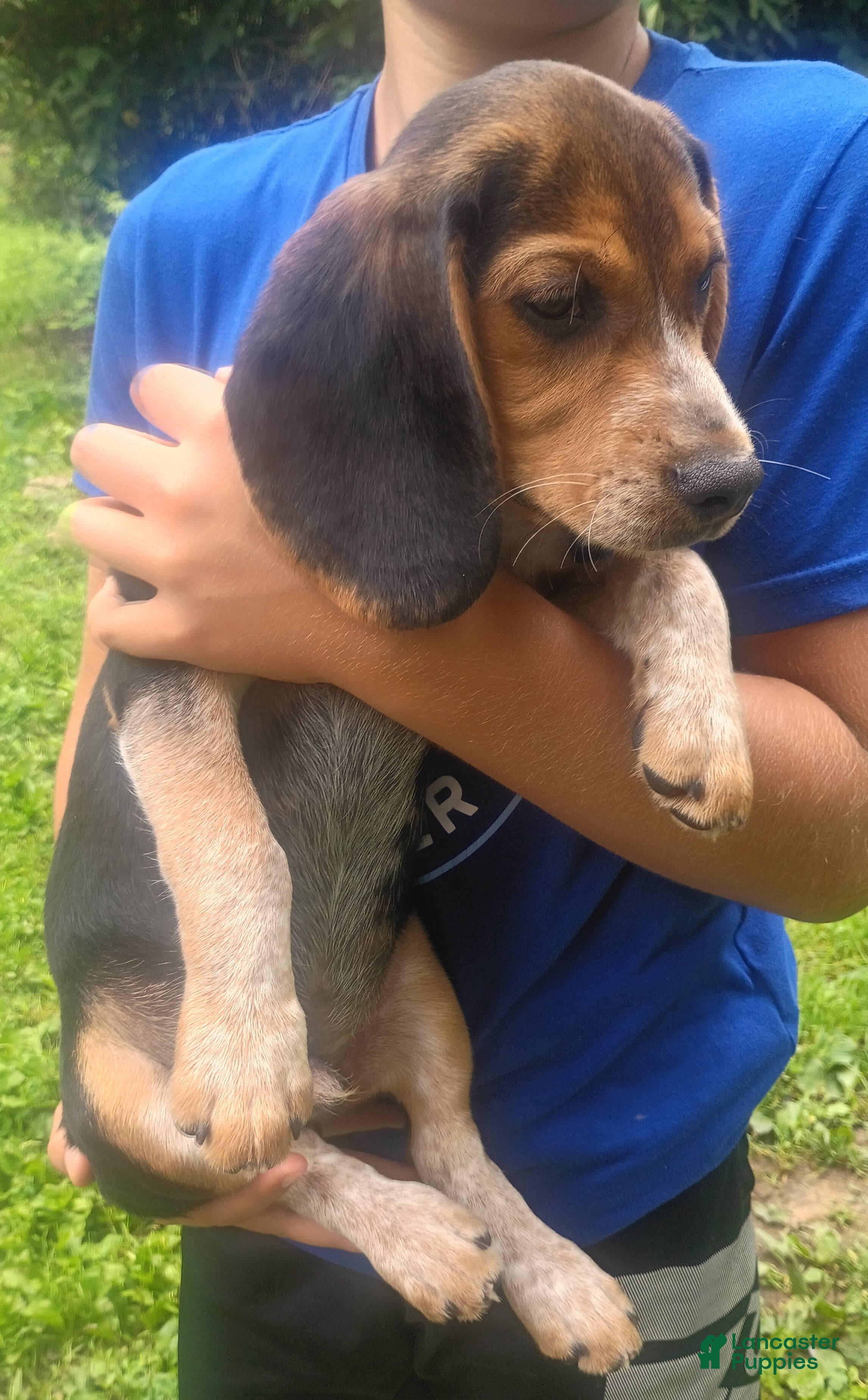 Beagle dogs Obie - Ad 2