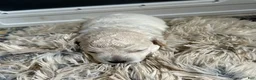 Mixed Breed dogs for sale:  2 - Ad 3