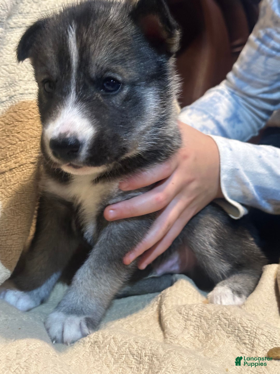 Siberian Husky dogs for sale: Siberian Husky Puppy 1 - Ad 8