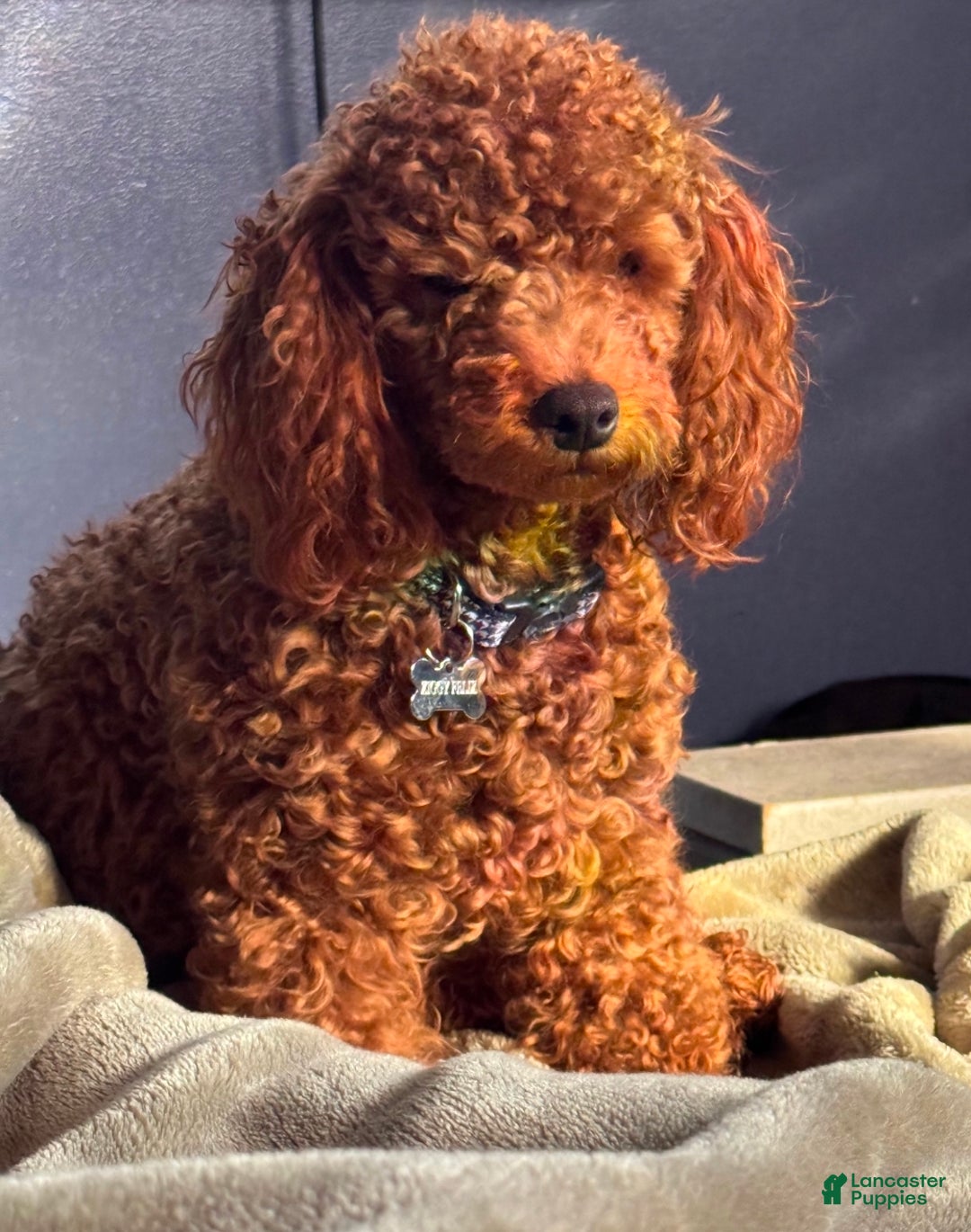 Cavapoo dogs for sale: Upcoming Litter - Ad 2