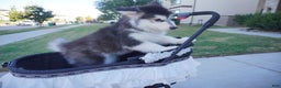 Alaskan Malamute dogs for sale: Xiao Hong - Ad 20
