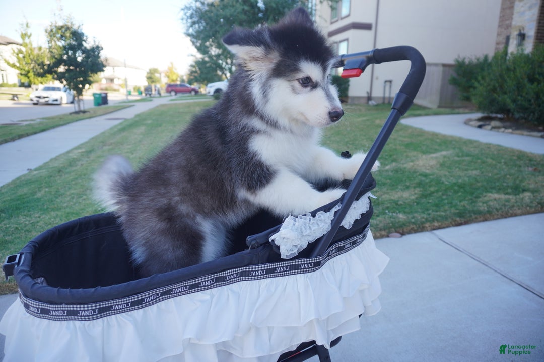 Alaskan Malamute dogs for sale: Xiao Hong - Ad 20