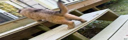 German Shepherd dogs for sale: Toes - Ad 6