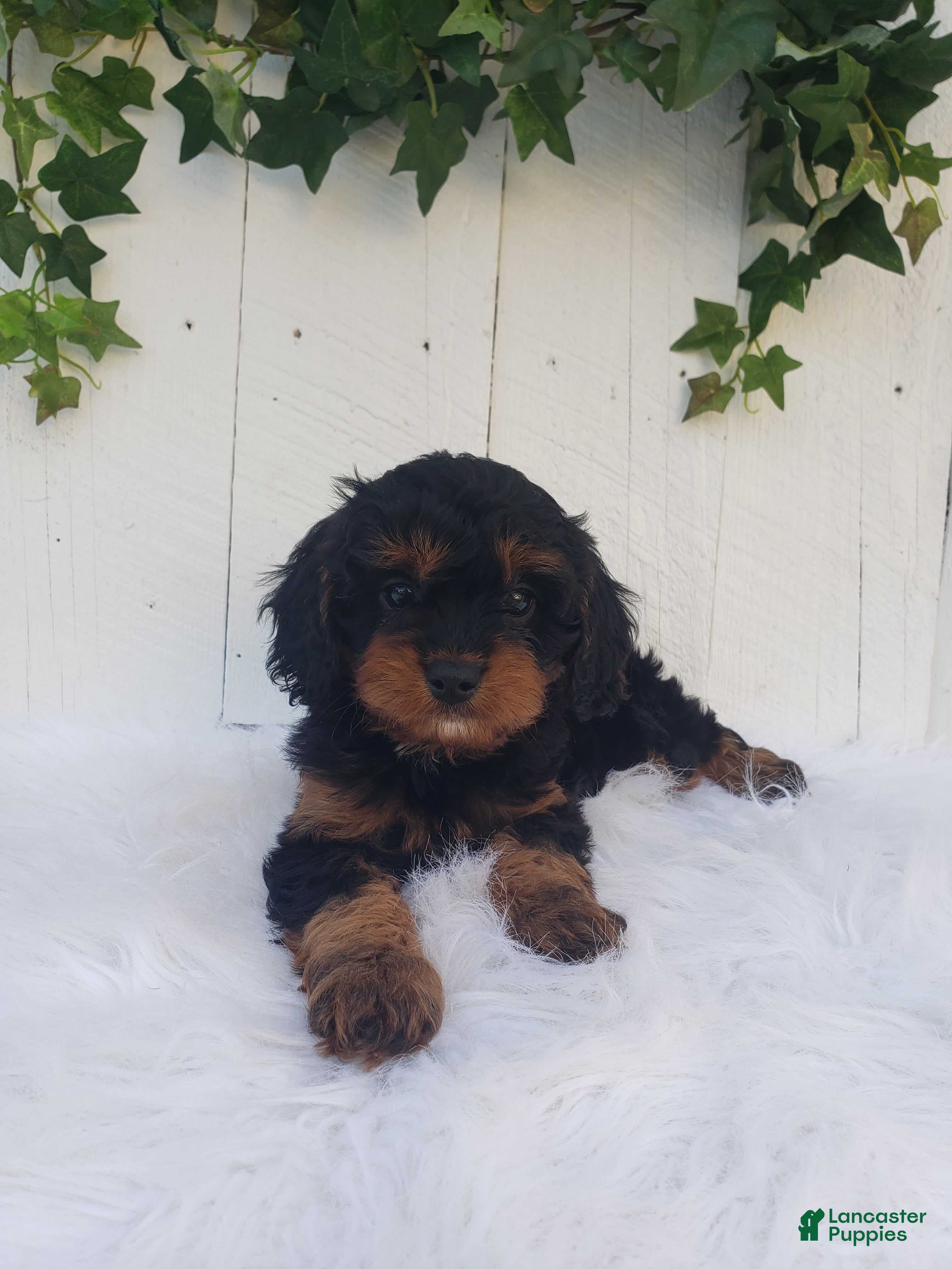 Cavapoo dogs Lily  - Ad 1