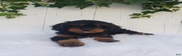 Cavapoo dogs for sale: Lily  - Ad 1