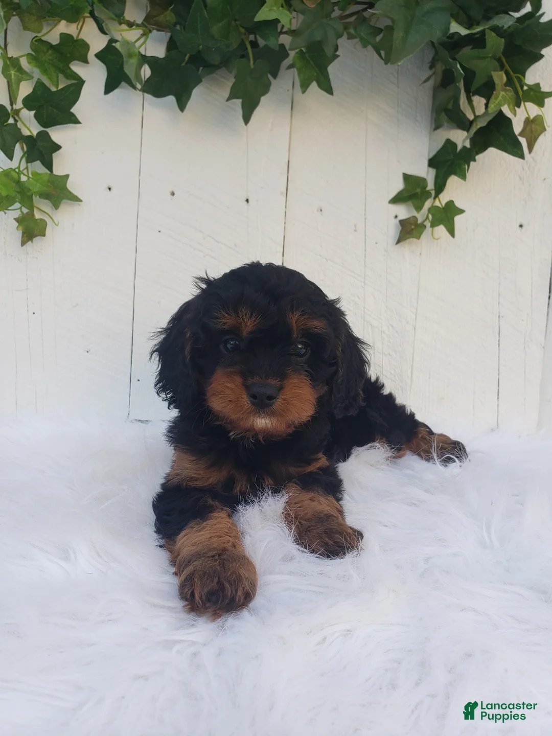 Cavapoo dogs for sale: Lily  - Ad 1