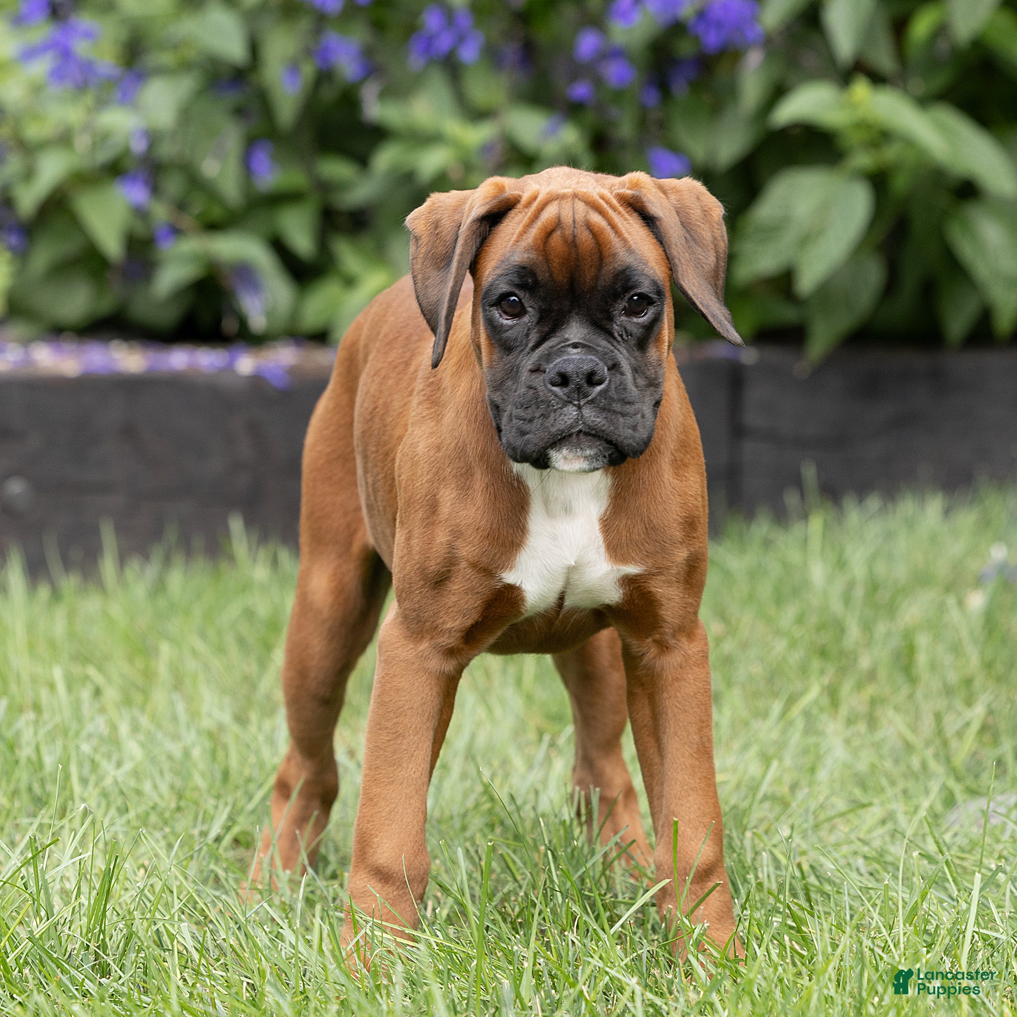 Boxer dogs Narissa Boxer  - Ad 2