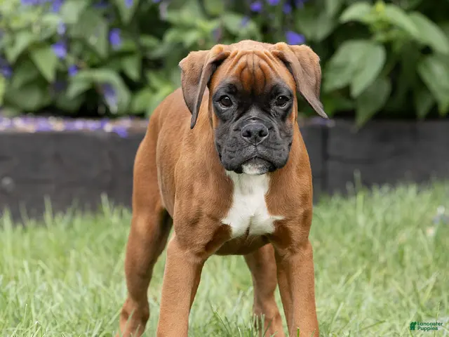 Boxer dogs Narissa Boxer - Ad 2