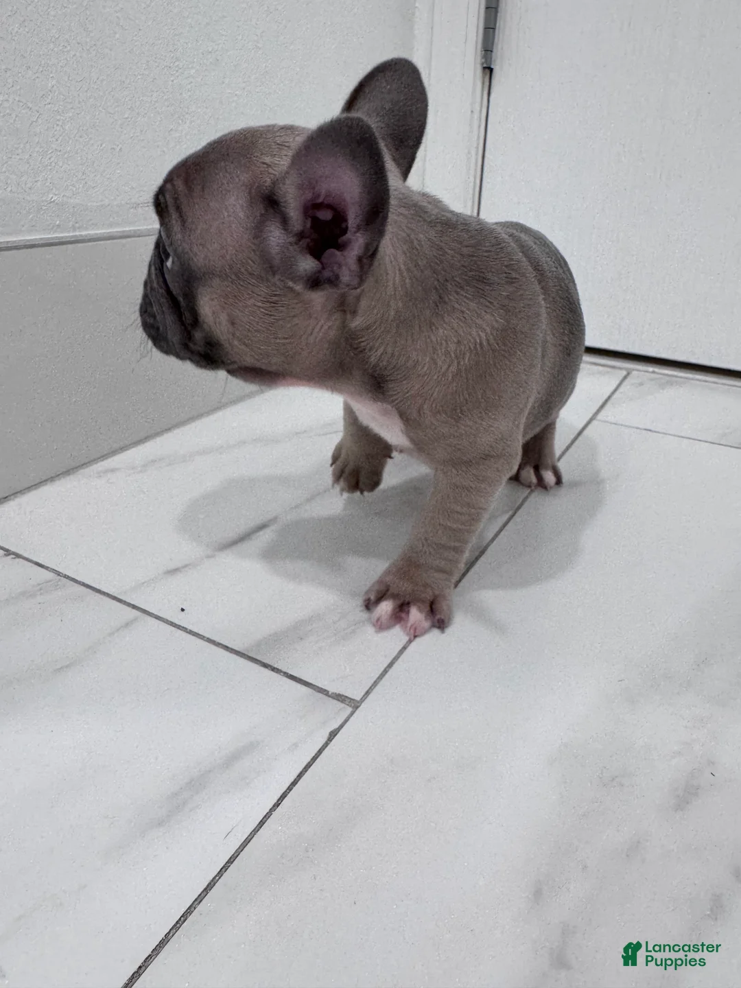 French Bulldog dogs for sale: French Bulldog Puppy 2 - Ad 6
