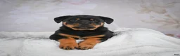 Rottweiler dogs for sale: Jewel - Ad 5