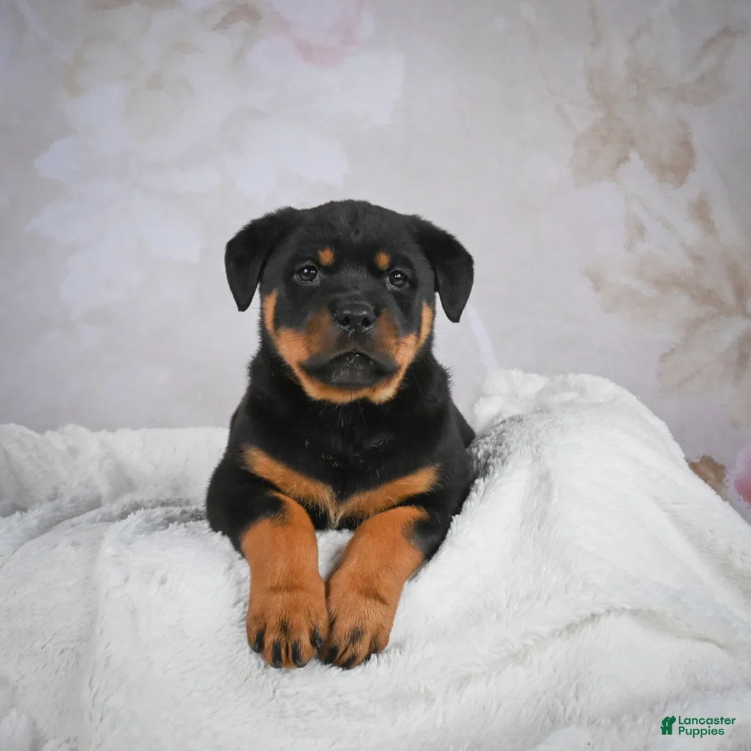 Rottweiler dogs for sale: Jewel - Ad 5