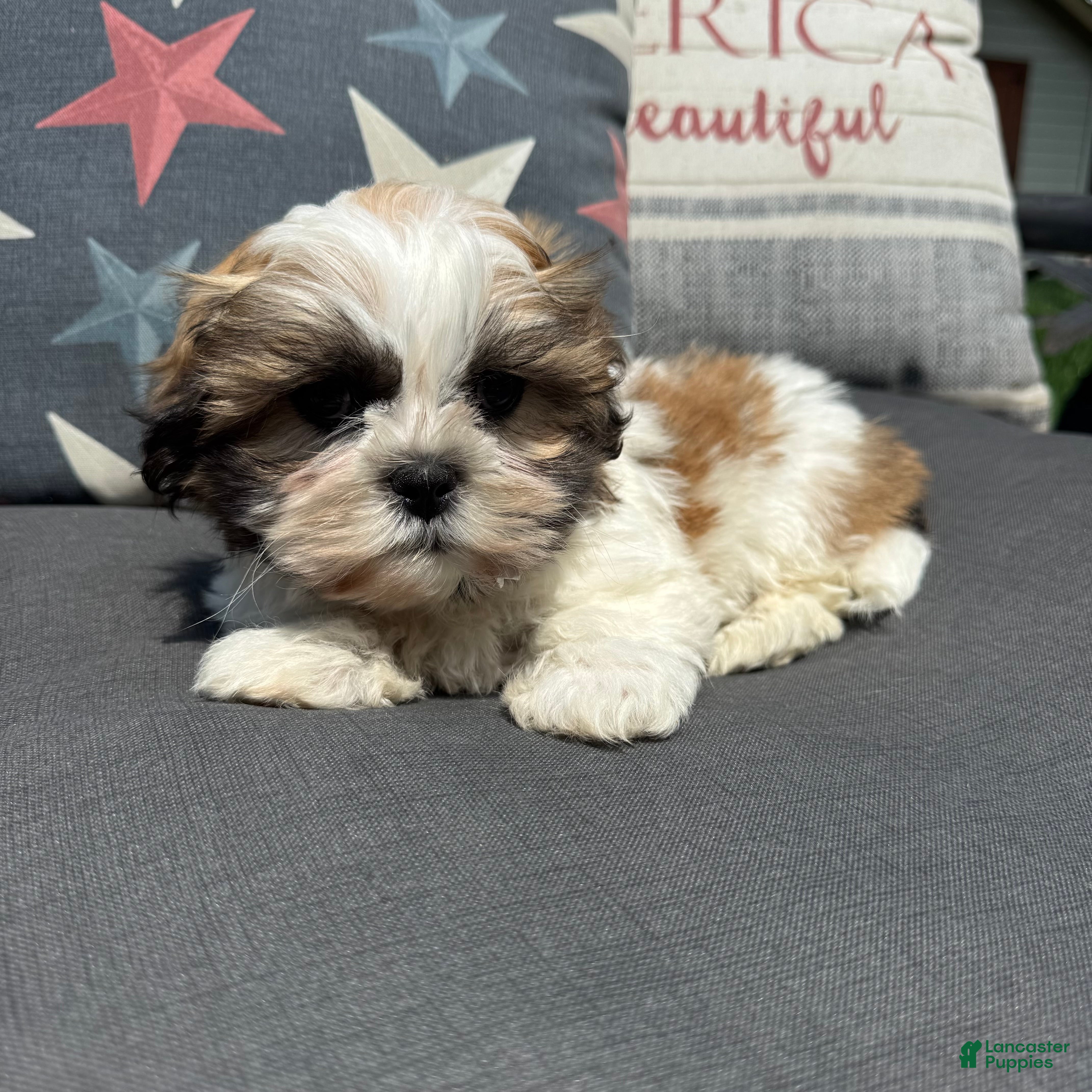 Teddy Bear dogs 1 Stew - Ad 15